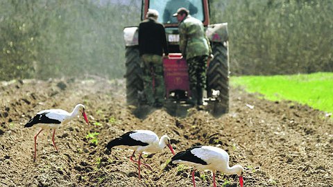 Клубень проблем